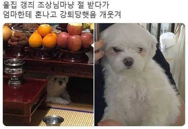 17577503125457.jpeg