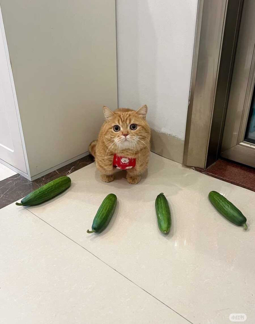 17477985422255.jpeg