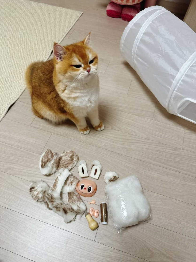 17547668285772.png