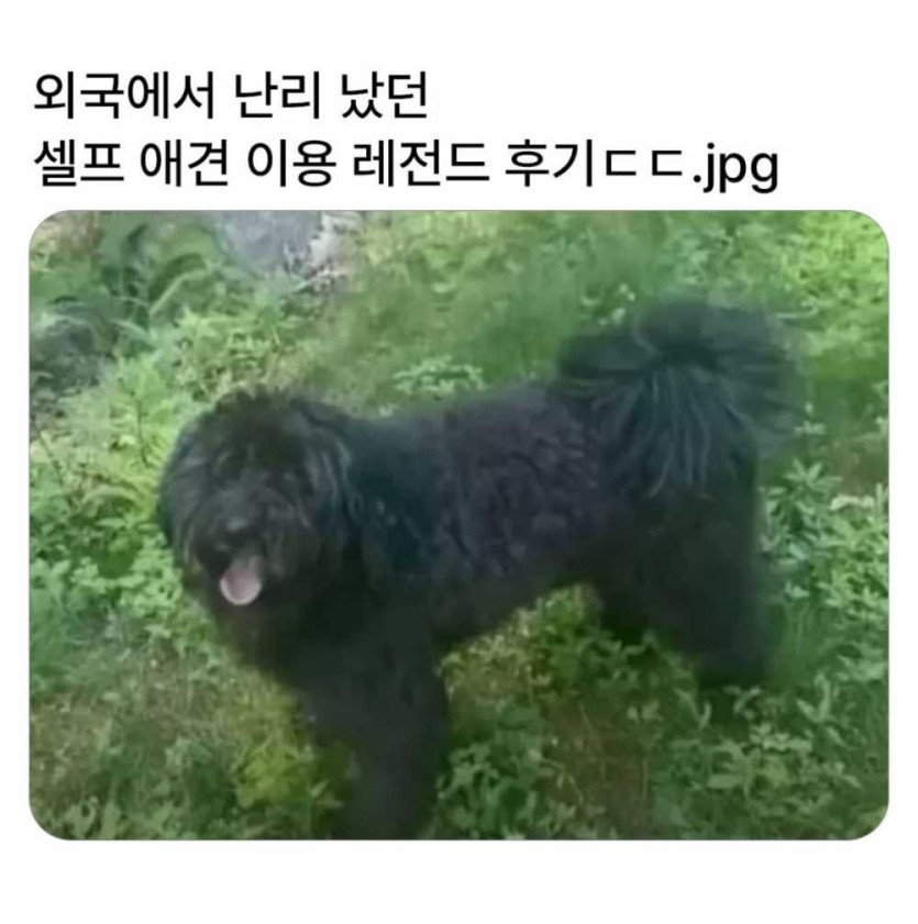 17585969782844.jpeg